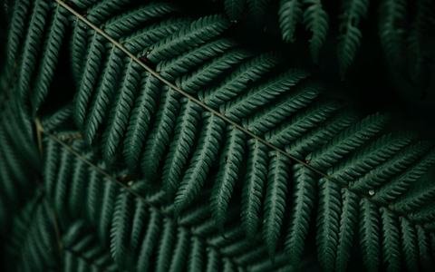 Close-up of dark green fern leaves
