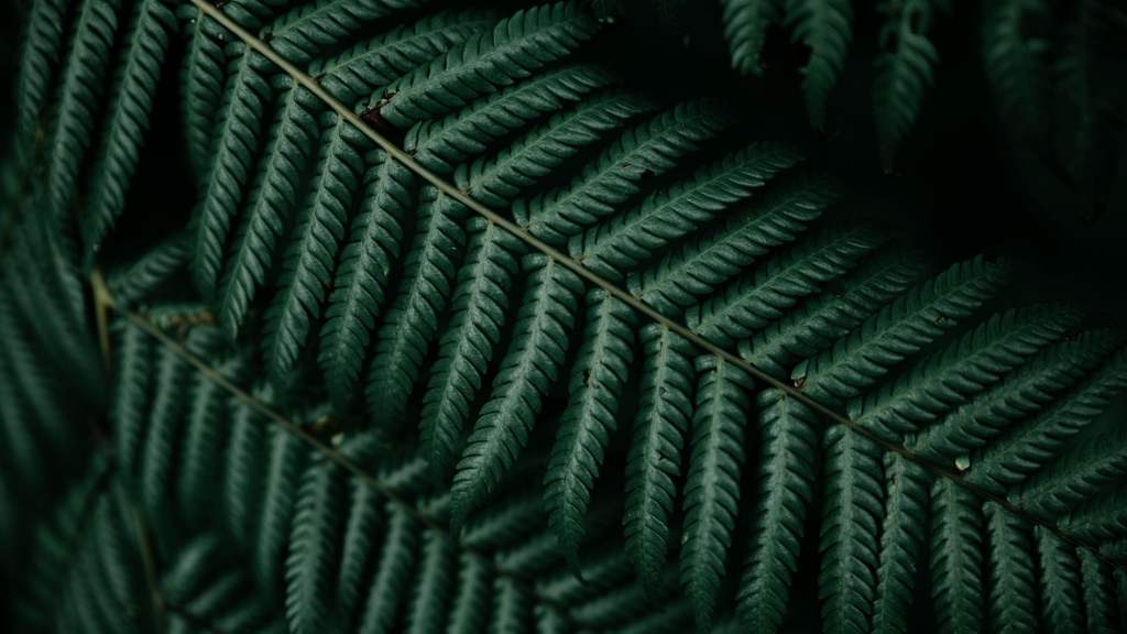 Close-up of dark green fern leaves