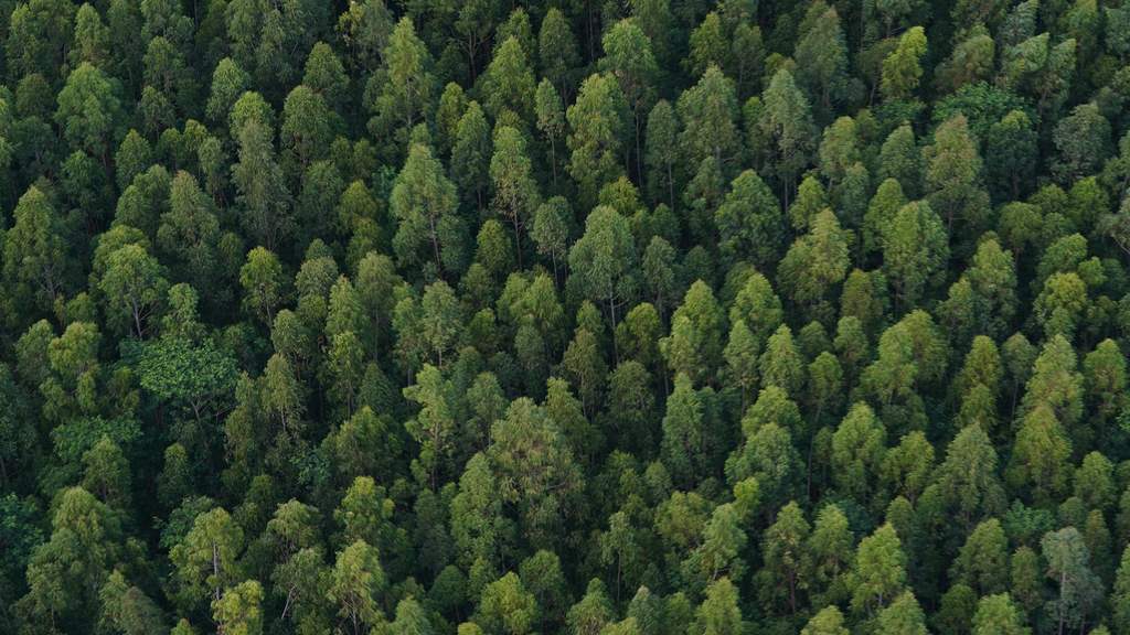Aerial view of a dense green forest canopy