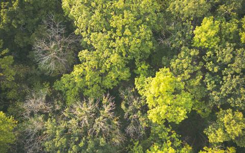 Aerial view of a lush, mixed green forest canopy